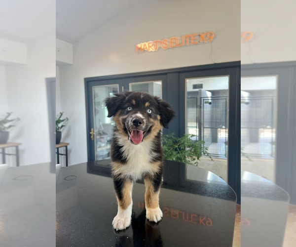 Medium Photo #42  Breeder Profile in GOSHEN, KY, USA