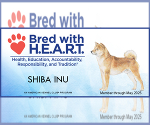 Shiba Inu Dog Breeder in Neosho,  USA