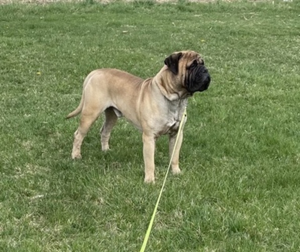 Medium Photo #1  Breeder Profile in LAPEER, MI, USA