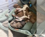 Small #5 Breeder Profile image