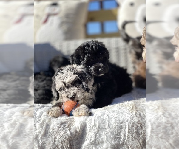 Medium Photo #6  Breeder Profile in BARNESVILLE, MD, USA