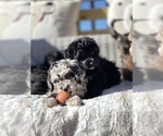 Small #5 Breeder Profile image