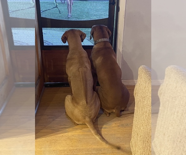 Medium Photo #1  Breeder Profile in ARROYO GRANDE, CA, USA