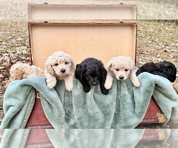 Medium Photo #1  Breeder Profile in EVANS, GA, USA