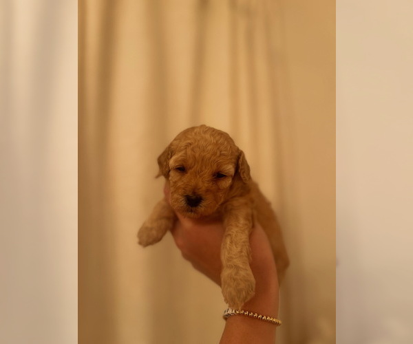 Medium Photo #6  Breeder Profile in NASHVILLE, TN, USA