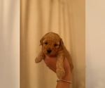 Small #5 Breeder Profile image