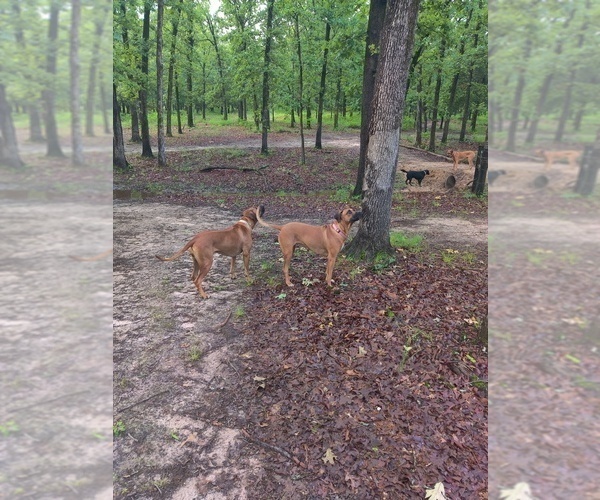 Medium Photo #7  Breeder Profile in ALBA, TX, USA