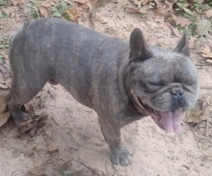 French Bulldog Dog Breeder near NEW WAVERLY, TX, USA
