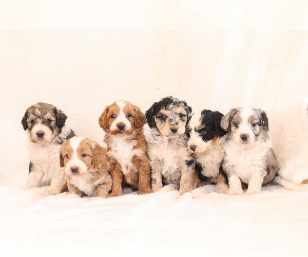 Medium Photo #1  Breeder Profile in KILLINGER, PA, USA