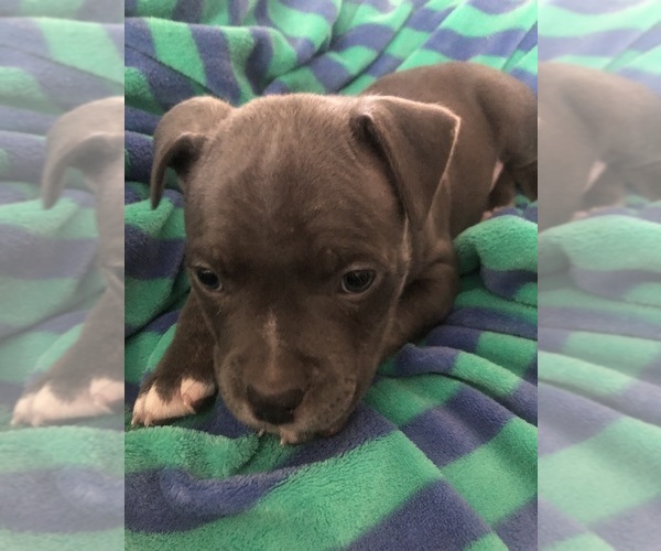 Medium Photo #1  Breeder Profile in GILKEY, NC, USA