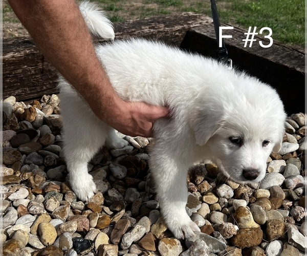 Medium Photo #7  Breeder Profile in LOCKHART, TX, USA