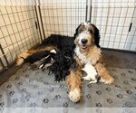 Small breeder photo