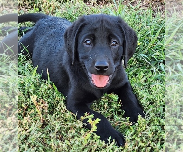 Medium Photo #2  Breeder Profile in SHELDON, IA, USA