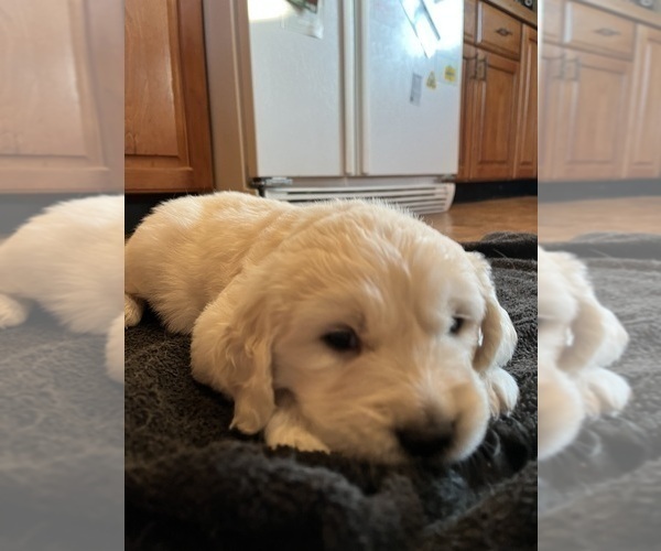 Medium Photo #11  Breeder Profile in VALDERS, WI, USA
