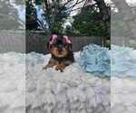 Small Photo #3  Breeder Profile in INDIANAPOLIS, IN, USA
