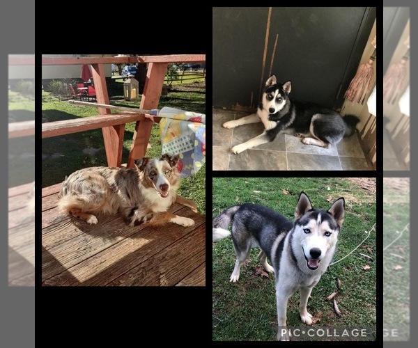 Medium Photo #1  Breeder Profile in SPENCER, WV, USA