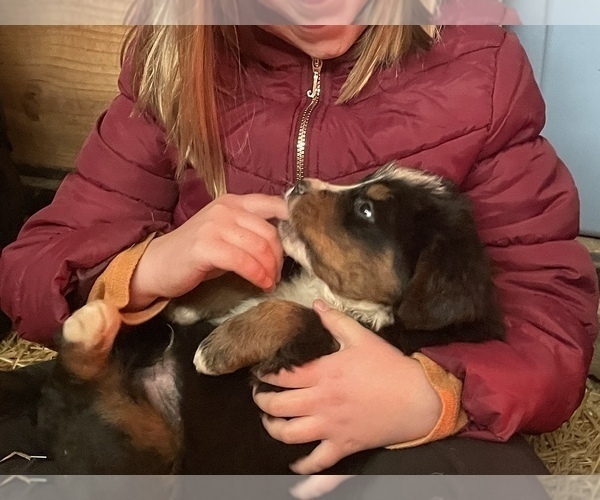Medium Photo #1  Breeder Profile in FRANKTOWN, CO, USA