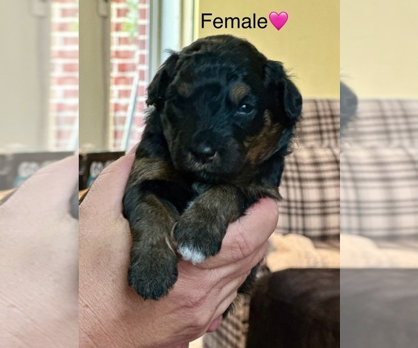Medium Photo #2  Breeder Profile in TIMMONSVILLE, SC, USA