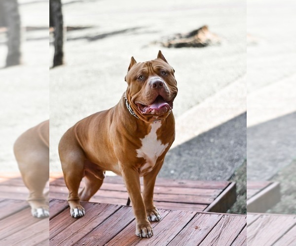 Medium Photo #13  Breeder Profile in GOSHEN, KY, USA