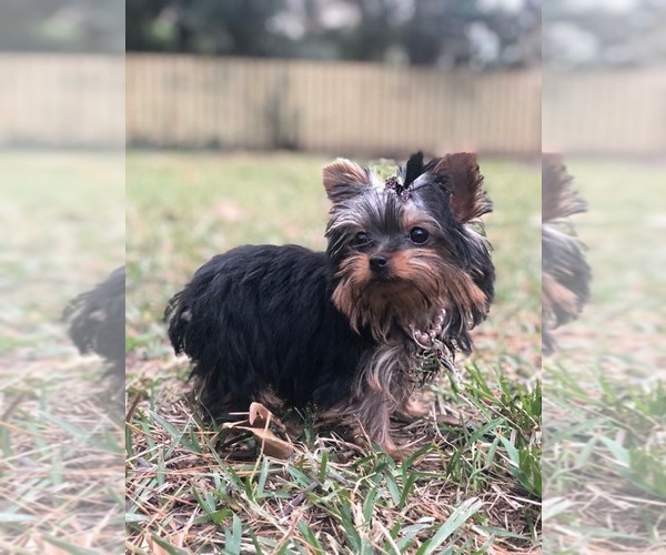 Medium Photo #1  Breeder Profile in CROSBY, TX, USA