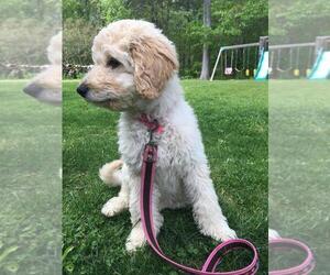 Goldendoodle Dog Breeder near PELHAM, NH, USA