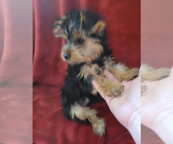 Medium Photo #129  Breeder Profile in AKRON, OH, USA
