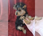 Small #128 Breeder Profile image