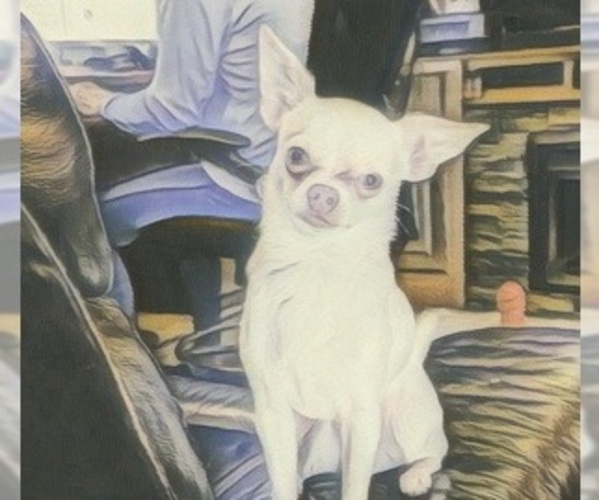 Medium Photo #3  Breeder Profile in ISLETON, CA, USA