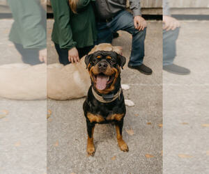 Rottweiler Dog Breeder near JACKSONVILLE, FL, USA