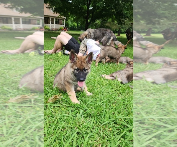 Medium Photo #33  Breeder Profile in HUMBOLDT, TN, USA