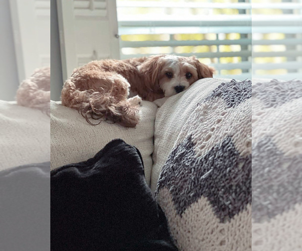 Medium Photo #5  Breeder Profile in MONTGOMERY VILLAGE, MD, USA