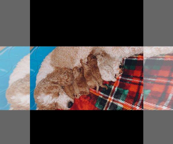 Medium Photo #1  Breeder Profile in EASTMAN, GA, USA