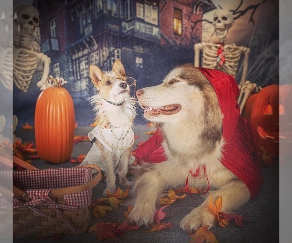 Medium Photo #76  Breeder Profile in FREDERICK, MD, USA