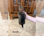 Small #70 Breeder Profile image