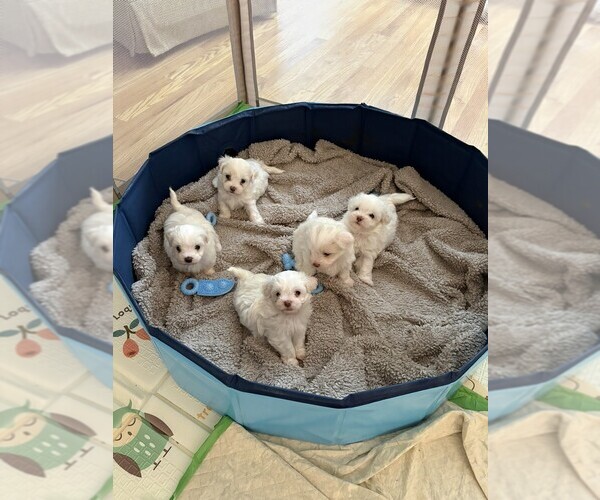 Medium Photo #1  Breeder Profile in RALEIGH, NC, USA