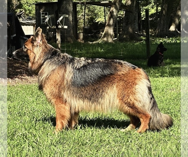 Medium Photo #15  Breeder Profile in COVINGTON, LA, USA