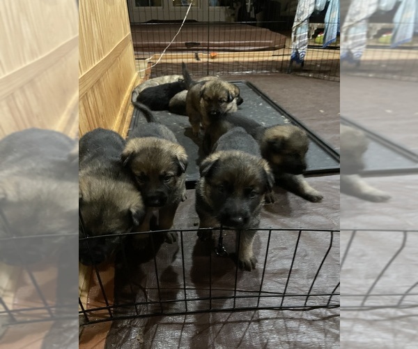 Medium Photo #2  Breeder Profile in MADISON HEIGHTS, VA, USA