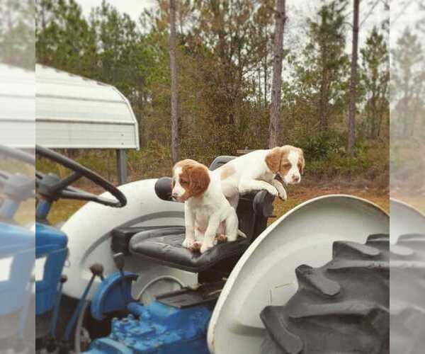 Medium Photo #48  Breeder Profile in HORTENSE, GA, USA