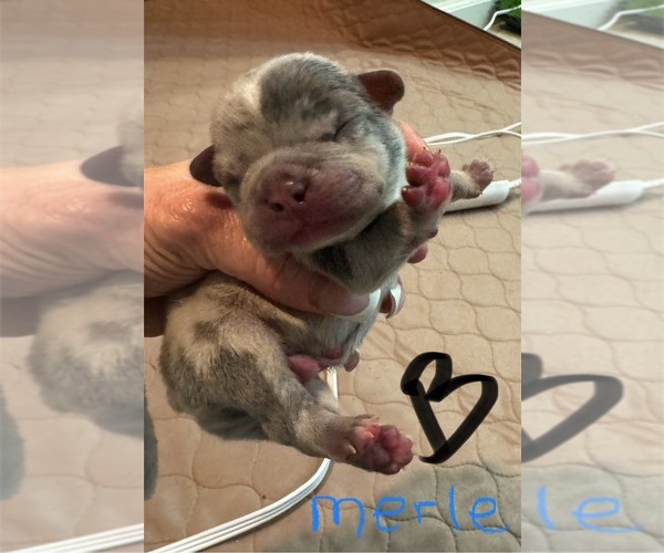 Medium Photo #1  Breeder Profile in STOCKTON, CA, USA