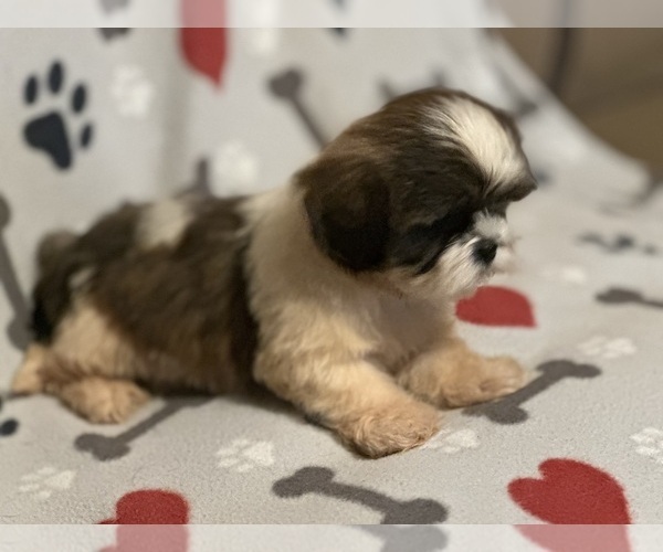 Medium Photo #3  Breeder Profile in LITHONIA, GA, USA