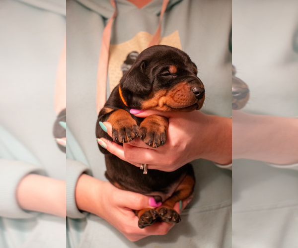Medium Photo #1  Breeder Profile in PALMDALE, CA, USA