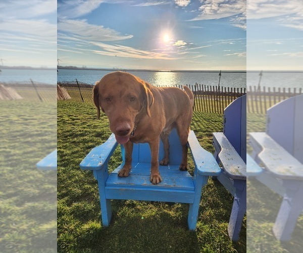 Medium Photo #40  Breeder Profile in BUFFALO, NY, USA