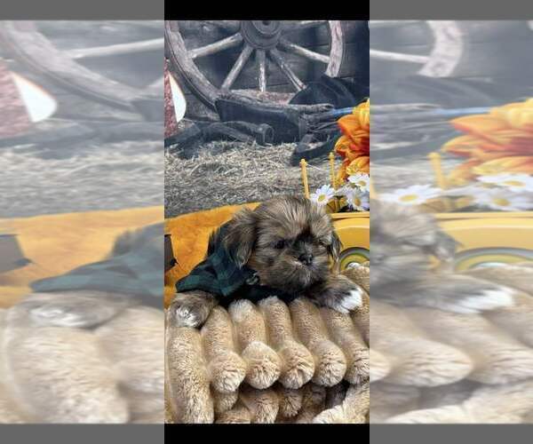 Medium Photo #4  Breeder Profile in SANDOWN, NH, USA