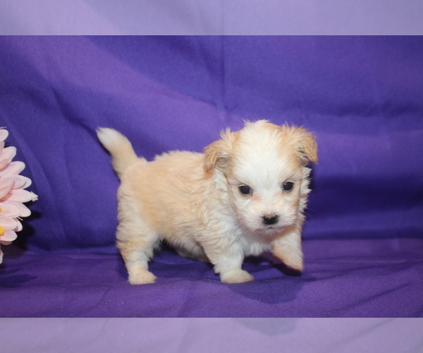 Medium Photo #5  Breeder Profile in JACKSONVILLE, FL, USA