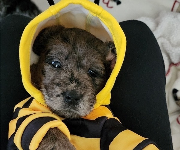 Medium Photo #21  Breeder Profile in WACO, TX, USA