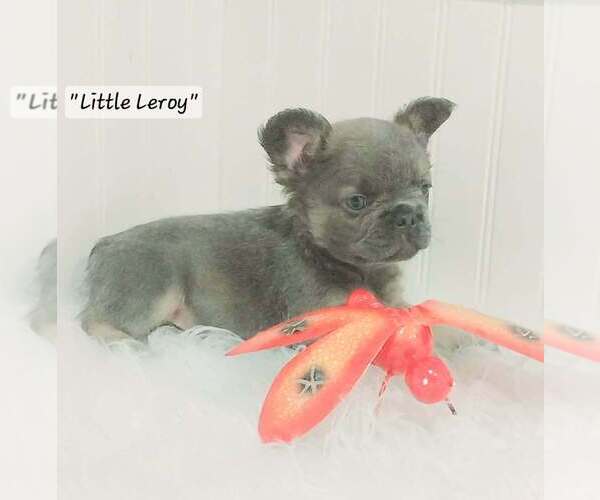 Medium Photo #7  Breeder Profile in COLONIAL BCH, VA, USA