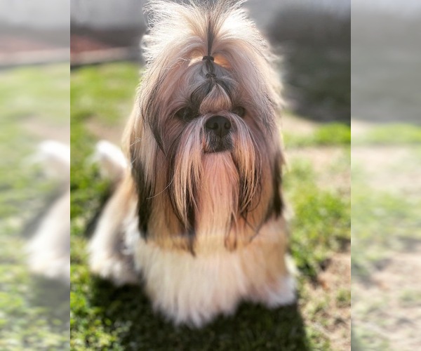 Medium Photo #1  Breeder Profile in FRESNO, CA, USA
