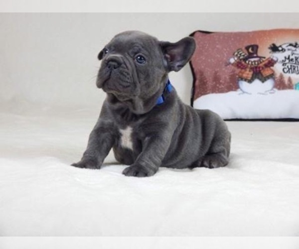 Medium Photo #2  Breeder Profile in BROOKLYN, NY, USA