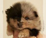 Small Photo #1  Breeder Profile in LOUISVILLE, KY, USA