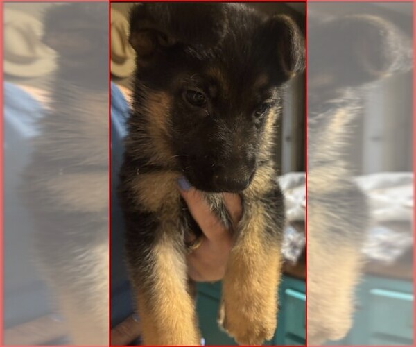 Medium Photo #5  Breeder Profile in NEWNAN, GA, USA